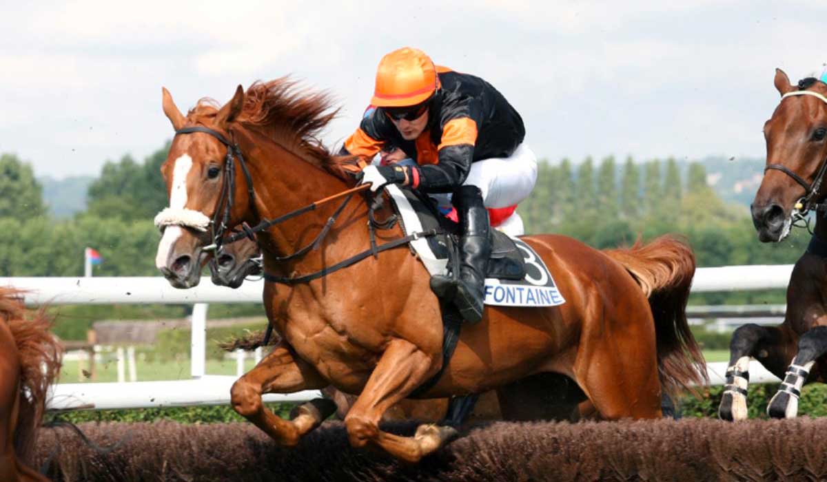 Le cheval, passion normande