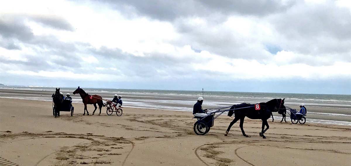 Activités autour du cheval