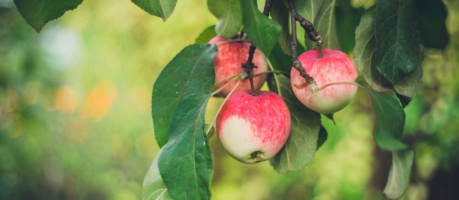 Le cidre, un patrimoine normand