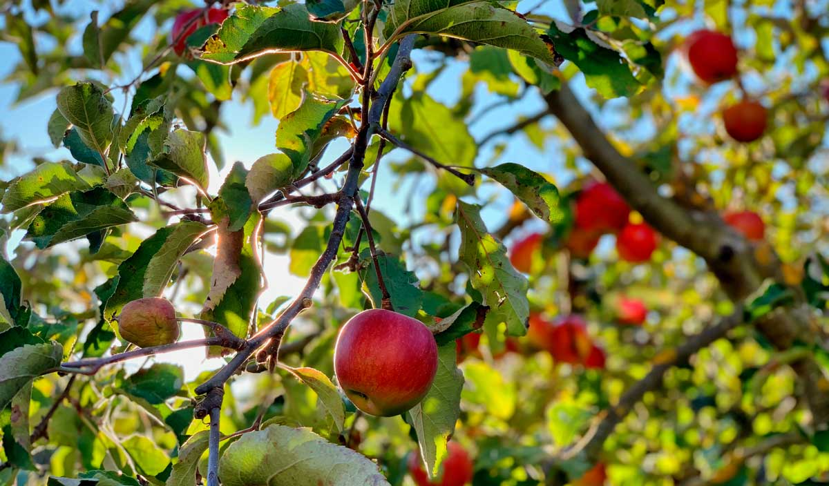 Pommes & cidres, produits du terroir normand